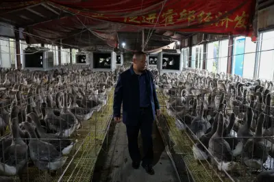 Dulu makan sehari sekali, kini untung foie gras beli Maserati