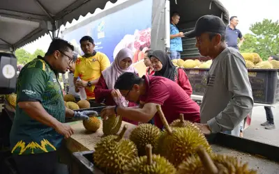 Harga Durian di Pulau Pinang Stabil Walaupun Lebihan di Negeri Lain, Kata Fama