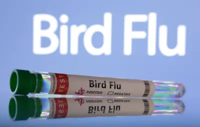 Selesema Burung H5N1 Merebak ke Australia Selatan; PNG Hentikan Import Ayam