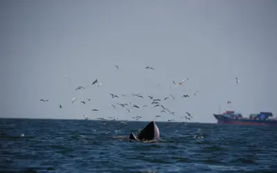 Thailand henti rundingan dua hala, serah pertikaian maritim Kemboja ke PBB