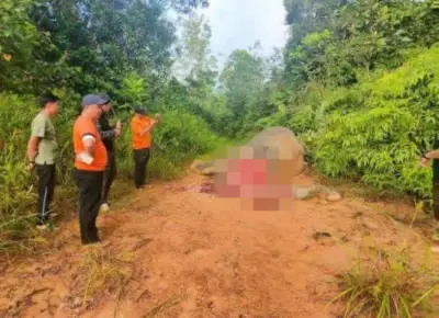 Tiada Suspek Lagi dalam Pembunuhan Gajah di Tongod, Sabah