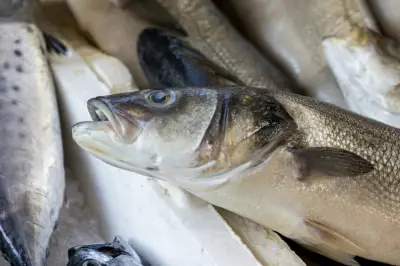 Vaksin oral untuk ikan: Saintis NUS lawan virus maut dalam akuakultur