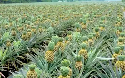 Varieti Nanas SG-1 Akan Ditanam di Empat Negeri