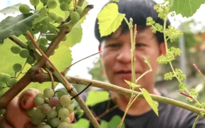 Warga Gua Musang Kongsi Keratan Anggur Secara Percuma Bina Komuniti Pekebun