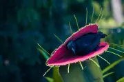Ahli Sains Bongkar Misteri Berabad-Abad Bagaimana Venus Flytrap Menutup
