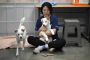 Anjing hilang sebelum larangan daging anjing Korea Selatan berkuat kuasa