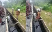 Bomba tangkap buaya sepanjang 3 meter dalam longkang di Banting
