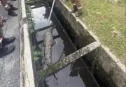 Buaya 3 Meter Terperangkap dalam Longkang di Banting, Bomba Bertindak