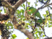 Burung nuri Indonesia yang sukar ditemui muncul semula selepas seabad