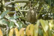 Empat lelaki ditahan kes samun durian dan motosikal di Jasin
