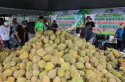 Fama Terengganu proses lebih 3 tan durian sehari jadi pulpa atasi lambakan