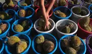 Harga Durian Singapura Tidak Akan Sepadan Dengan Kejatuhan Malaysia
