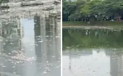 Hujan Lebat Disyaki Punca Ribuan Ikan Mati di Tasik Taman Danau Kota