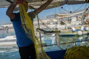 Ikan Buntal Toksik Ancam Industri Perikanan Yunani, Saintis Cari Kegunaan Lebih Hijau
