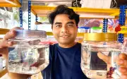 Ikan laga boleh dijual sehingga RM1,500, tarik minat anak muda