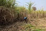 India mungkin perlu import gula kerana El Nino dan permintaan etanol