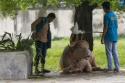 Kerbau Albino 'Donald Trump' Jadi Tarikan Baru Zoo Bangladesh