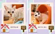 Kucing Terbiar Cari Rumah Kekal di Acara Pengangkatan Subang Jaya