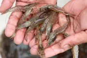Larangan Import Udang Thailand: Apa Maksudnya untuk Pengguna dan Penternak?