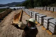 Lebah madu Korea menderita akibat perubahan iklim, penternak risau masa depan