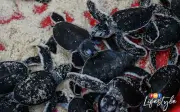 Lebih 757,800 anak penyu dilepaskan ke laut di Terengganu