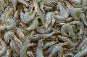 Malaysia tunggu respons Thailand soal udang, Thailand ancam bawa ke WTO