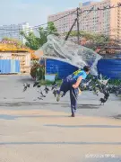 MBPP denda 17 individu beri makan burung merpati dan gagak
