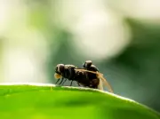 Mexico-AS lancar kilang lalat steril cegah serangan screwworm