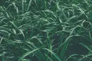 Napier grass boleh hasilkan biomethane? Kajian kata ya