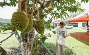 Pasangan pesara bina kehidupan dengan durian dan kreativiti