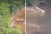 Perhilitan sahkan laporan penampakan harimau Malaya di Gua Musang