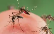 Perubahan Iklim Beri Kelebihan Nyamuk Denggi, Pakar Beri Amaran