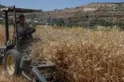 Petani Palestin 'curi' hasil sendiri ketika keganasan peneroka Israel meningkat