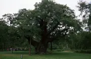 Pokok Oak Tua di Sherwood Forest, Tempat Persembunyian Robin Hood, Mungkin Telah Mati