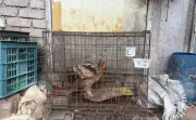 Remaja Ditahan Bersama Helang Merah Bernilai RM20,000 di Tumpat