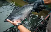 Restoran Genting dibebas tuduhan salah laku ikan patin RM900