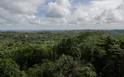 Saintis Temui 'Hiperparasit' Baharu di Hutan Borneo