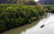 Sarawak, Sabah mesti hentikan penebangan hutan untuk tuntut 70% hasil cukai karbon, kata Roland Engan