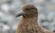 Selesema burung H5 tiba di Australia, lengkapkan penyebaran ke semua benua