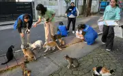 Tugas Meow-numental: Masalah Kucing Jalanan Jakarta