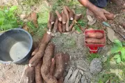 Ubi Kayu Dihidupkan Semula: Dari Kebun Belakang ke Produk Makanan Sihat Masa Depan