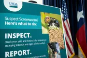 US kesan kes kedua perosak ternakan berbahaya, larva pemakan daging