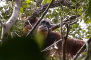 Usaha Menyelamatkan Orangutan Tapanuli Selepas Bencana Musnahkan 7% Populasi