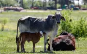 USDA sahkan kes kedua parasit screwworm di Texas