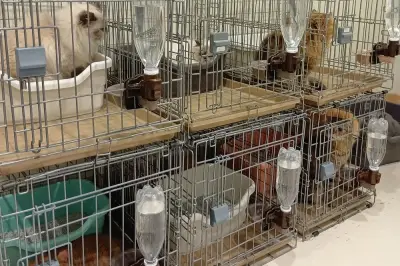 25 Kucing Selamat dari Pusat Beli-Belah Jepun Selepas Letupan Gempa