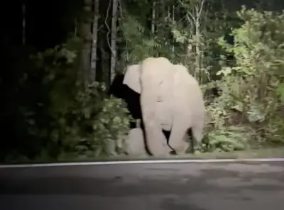 Gajah betina enggan tinggalkan anak mati dilanggar kereta di Mersing