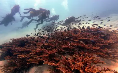 Kajian UMT: 64% sampel karang di Pulau Redang tercemar mikroplastik