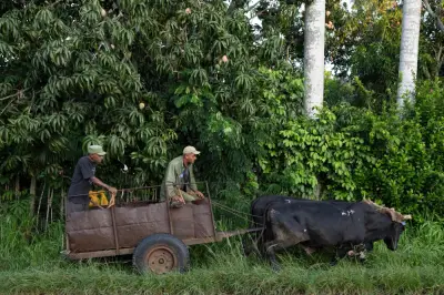 Krisis tenaga Cuba lumpuhkan ladang kecil, traktor terbiar ganti lembu