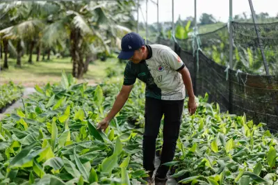Lembah Makanan Selangor hasilkan 1,000 tan, bina simpanan makanan tiga bulan