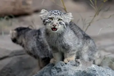 Lima Anak Kucing Pallas's Cat, Kucing Paling Merengut di Dunia, Dipamer di Jepun